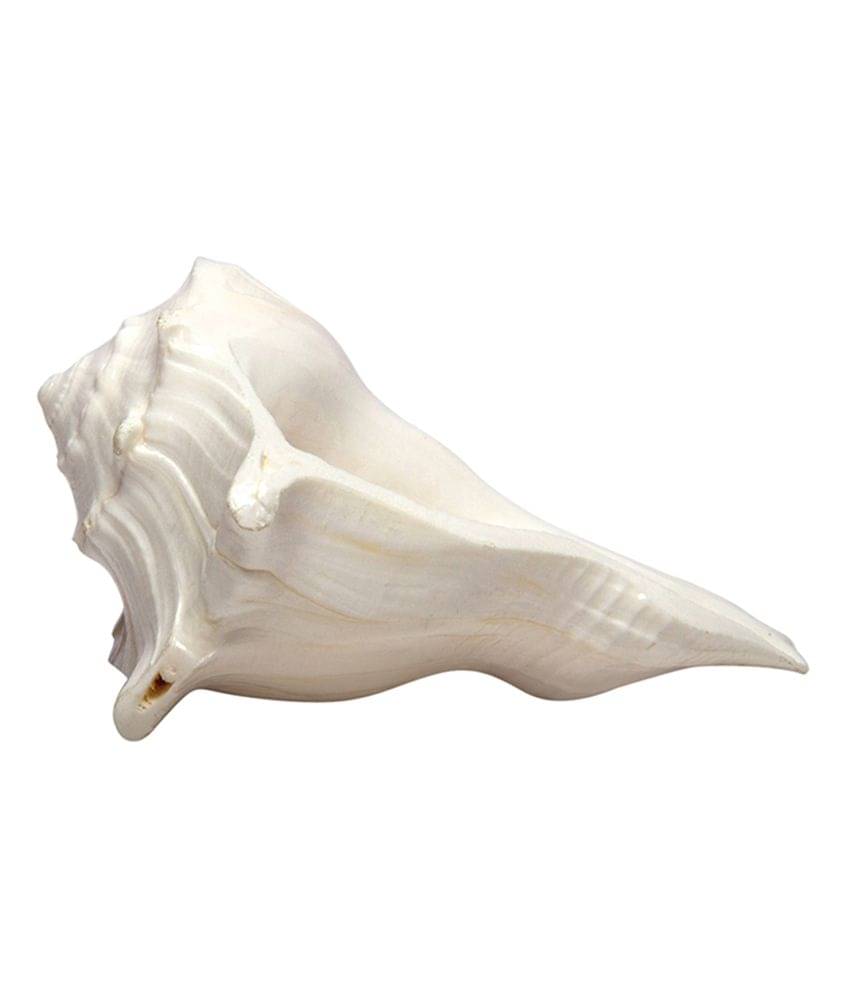     			Yak International Dakshna Warti Shank For Puja, Home
