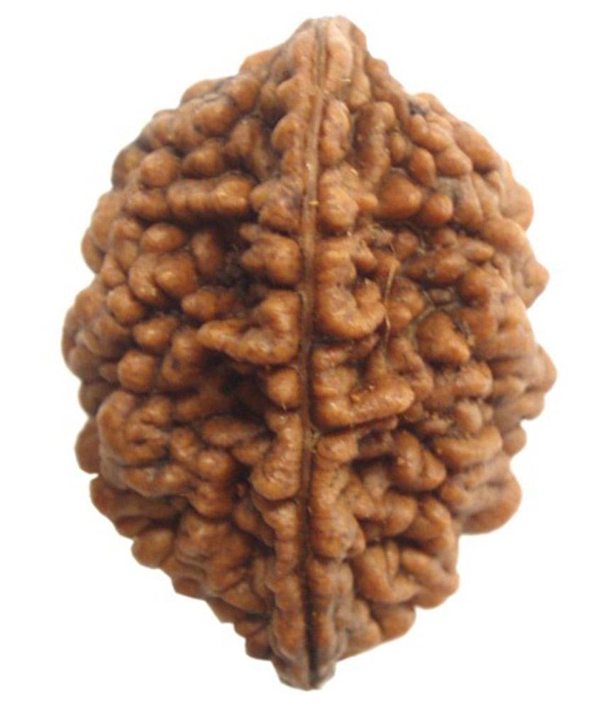     			Religious Kart 2 Mukhi Rudhraksh
