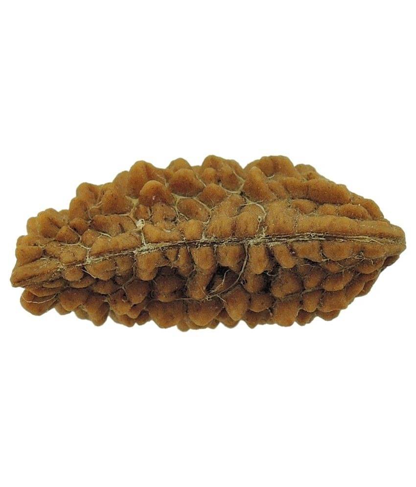 Pmkk Gems One Mukhi Rudraksha Pmkk Gems One Mukhi Rudraksha