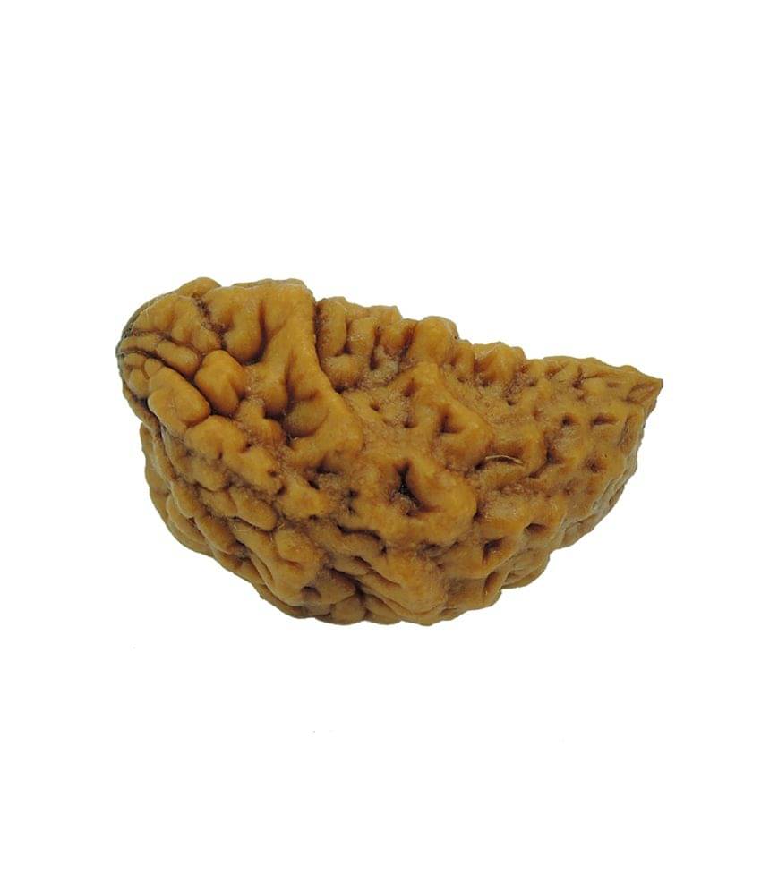    			Rashi Ratan Bhagya Ek Mukhi Rudraksha