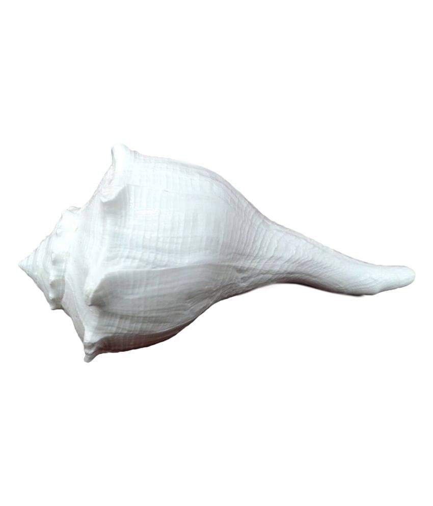     			Brass Store White Brass Shankh
