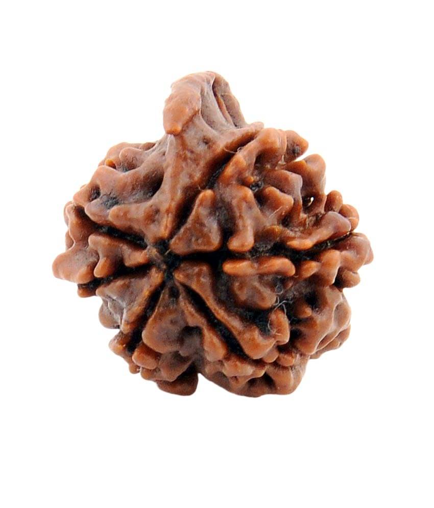     			Sobhagya Brown 6 Mukhi Self Certified Natural Ganesha Shani Rudraksha