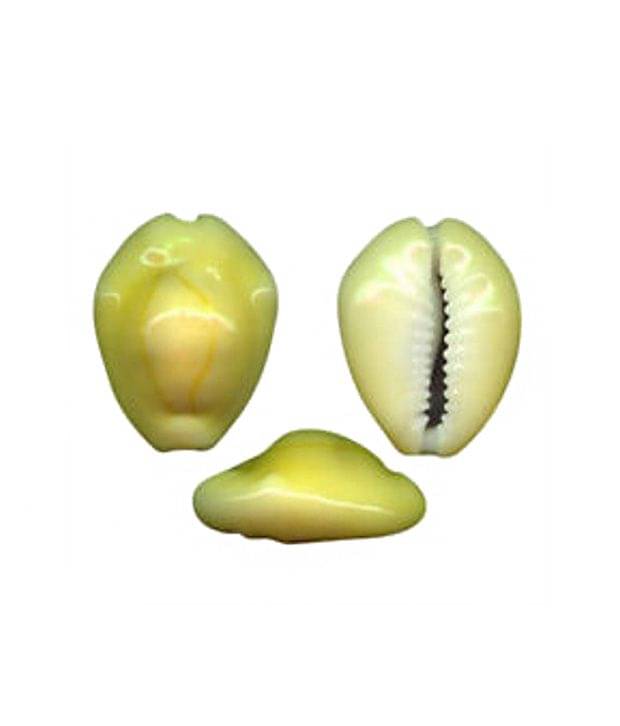     			Sobhagya Natural Brown Kawdi(Shell) Set of 5 Pics