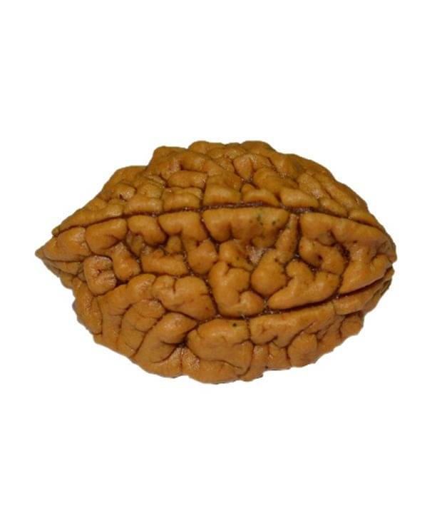Kriti Creations Feng Shui 2 Mukhi Rudraksha Kriti Creations Feng Shui 2 Mukhi Rudraksha