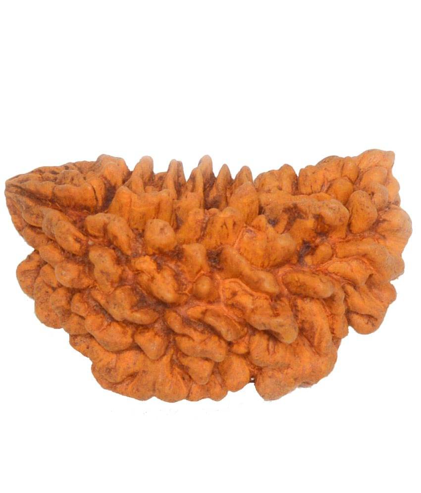 GCMR Brown 1 Mukhi Rudraksha GCMR Brown 1 Mukhi Rudraksha