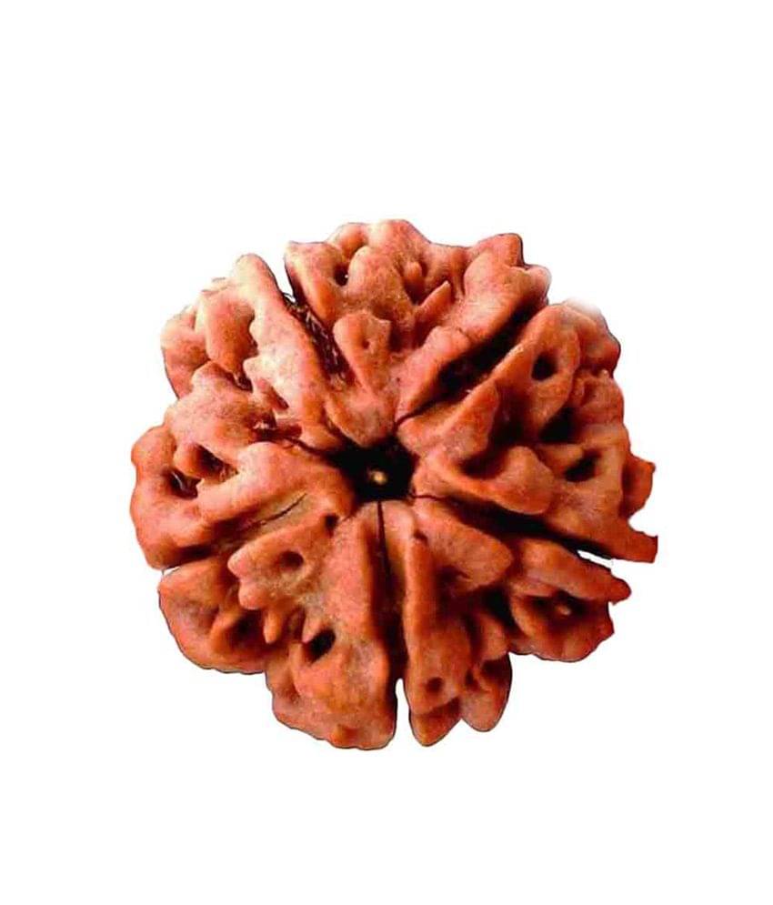     			J S Enterprises Brown Paanch Mukhi Rudraksh - 2 Piece Set