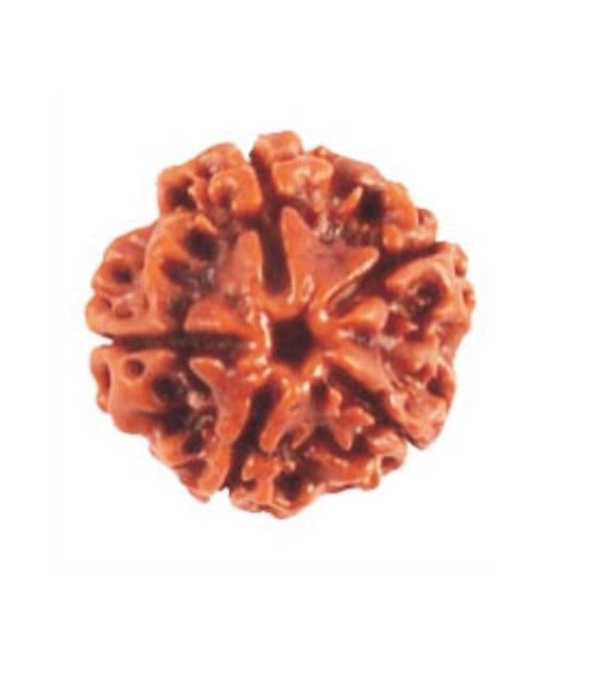     			Shrdha Jyotish Panch Mukhi Certified Fengshui Rudraksha - Brown