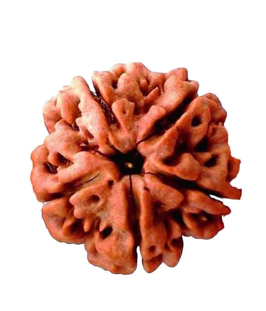     			Dharmik Prasang Paanch Mukhi Rudraksha Set Of 2
