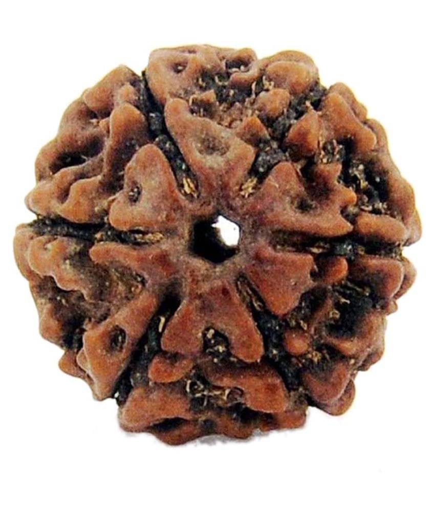     			Dharmik Prasang Six Mukhi Rudraksha Set Of 2
