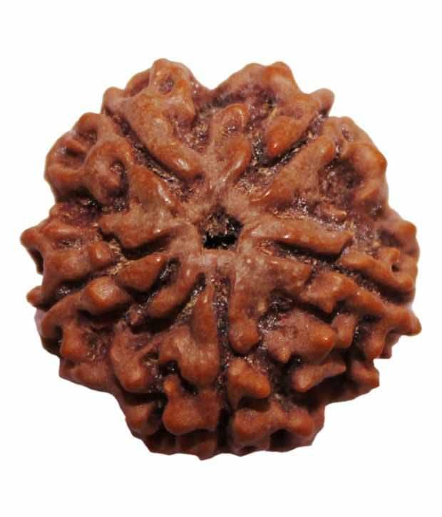 Ganga Gems 5 Mukhi Rudraksha Round Nepali 50mm Ganga Gems 5 Mukhi Rudraksha Round Nepali 50mm