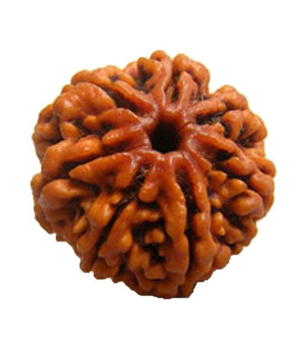     			Divine Brown 7 Mukhi Rudraksh