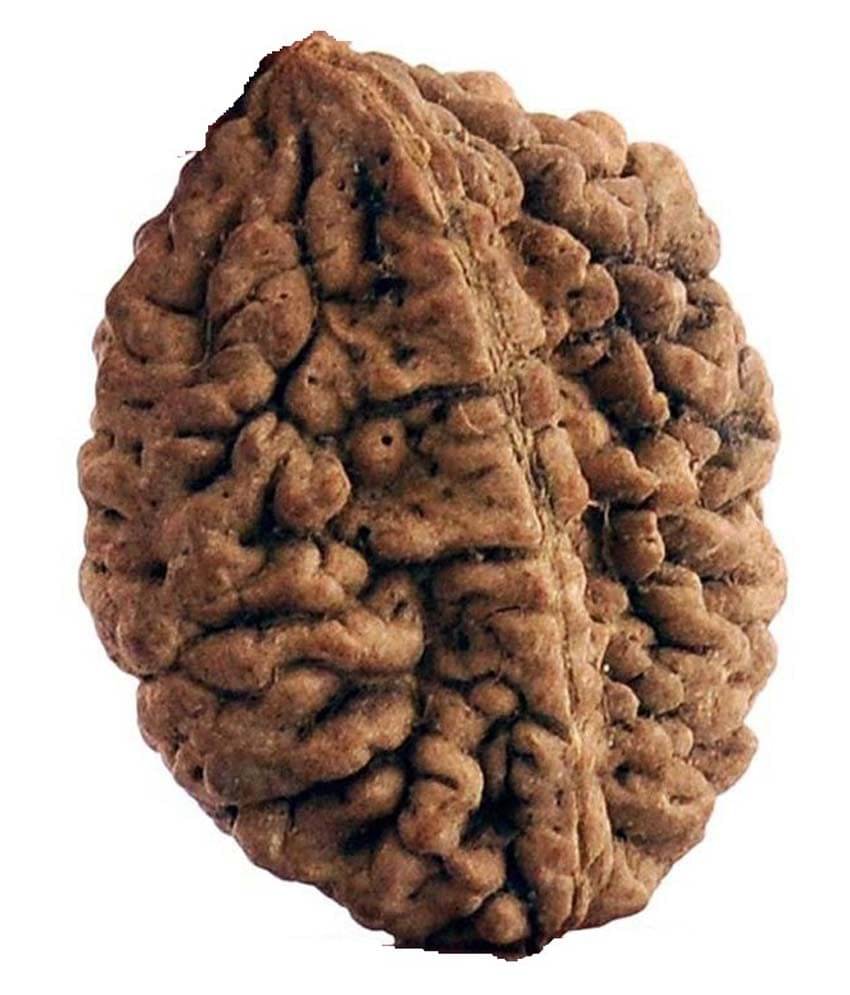 Narayan Religious Shopee 2 Mukhi Rudraksh Narayan Religious Shopee 2 Mukhi Rudraksh