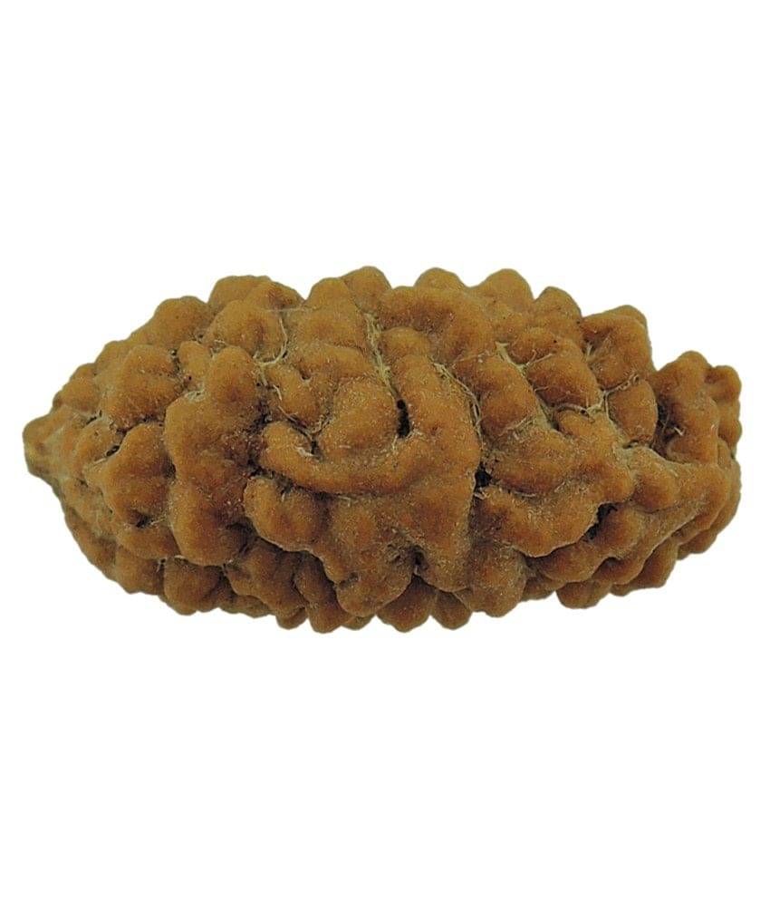 Narayan Religious Shopee Ek Mukhi Rudraksh Narayan Religious Shopee Ek Mukhi Rudraksh