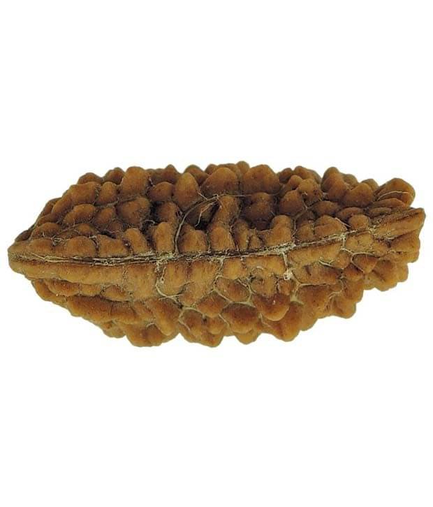 Swadesi Buyzzar Brown Wood One Mukhi Rudraksha Swadesi Buyzzar Brown Wood One Mukhi Rudraksha