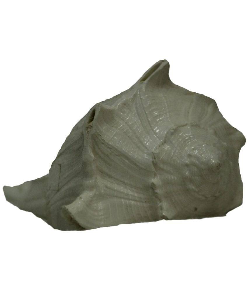 Swadesibuyzzar Glossy Marble Dakshinavarti Shankh Swadesibuyzzar Glossy Marble Dakshinavarti Shankh