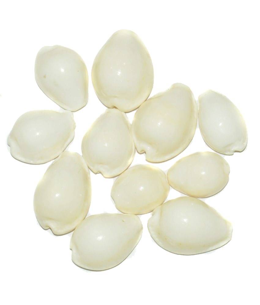     			Aksaya Marketing Marble White Kodi Shell - Pack of 11