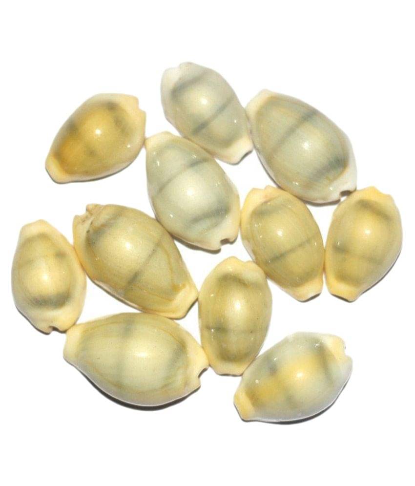     			Gupta Rudraksh Collection - Pearl Kowdi (Pack of 10)