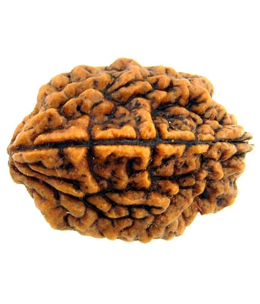     			Divya Jyoti 2 Mukhi Rudraksha
