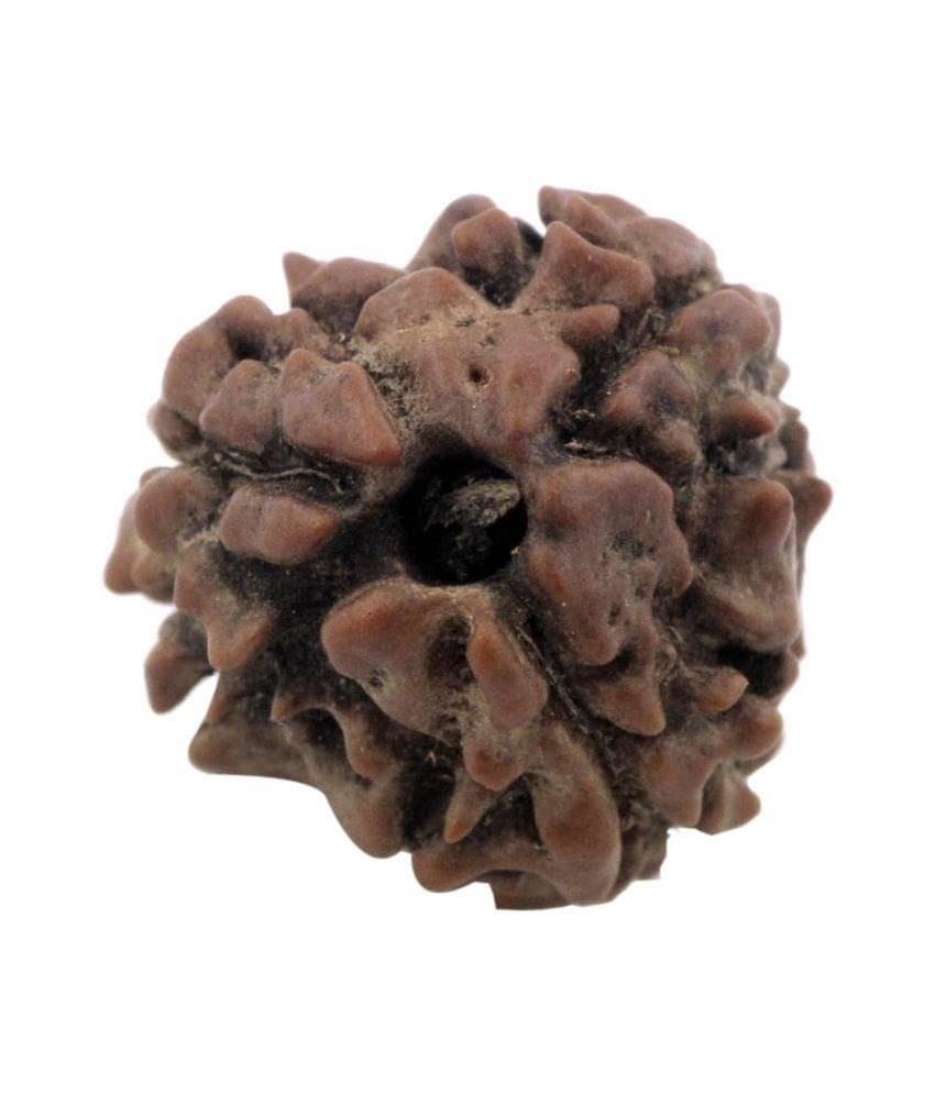     			Divya Jyoti Brown 3 Mukhi Rudraksha