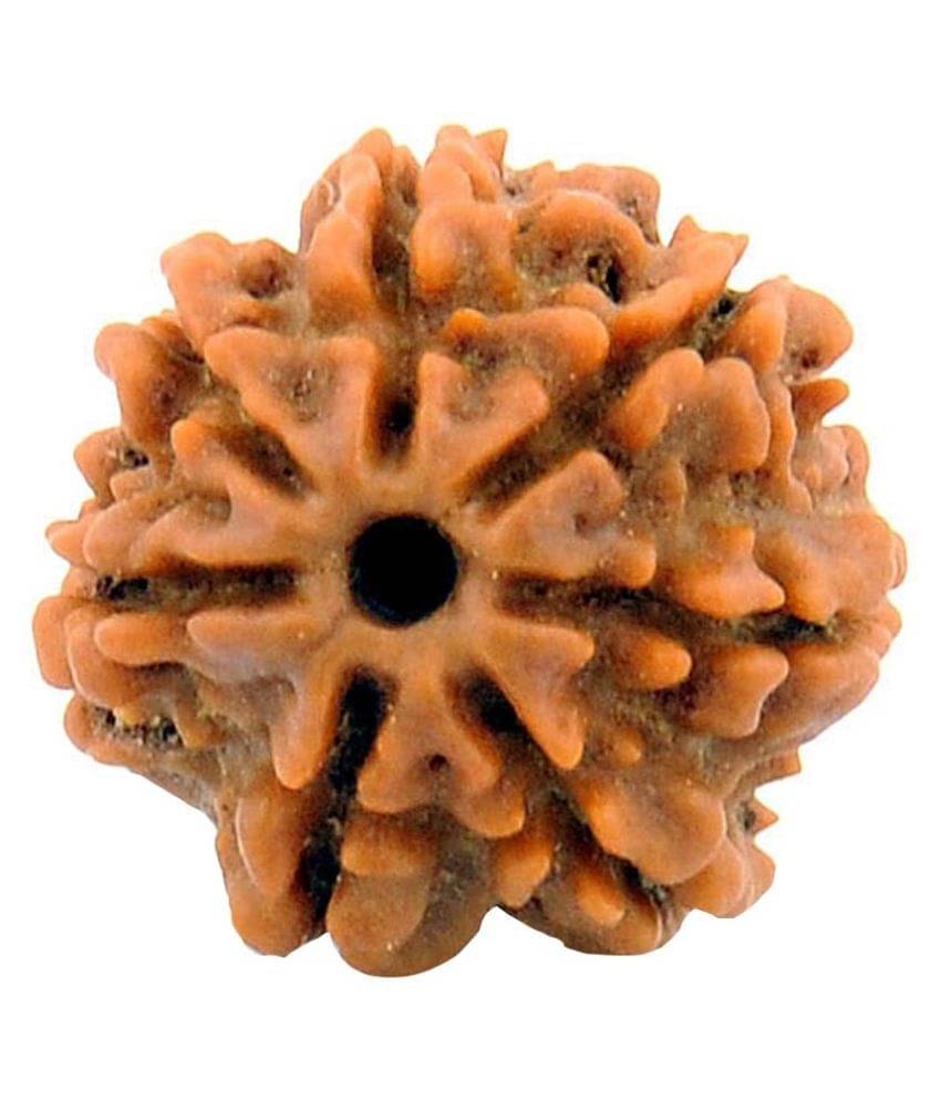 Narayan Religious Shopee 7 Mukhi Rudraksh Narayan Religious Shopee 7 Mukhi Rudraksh