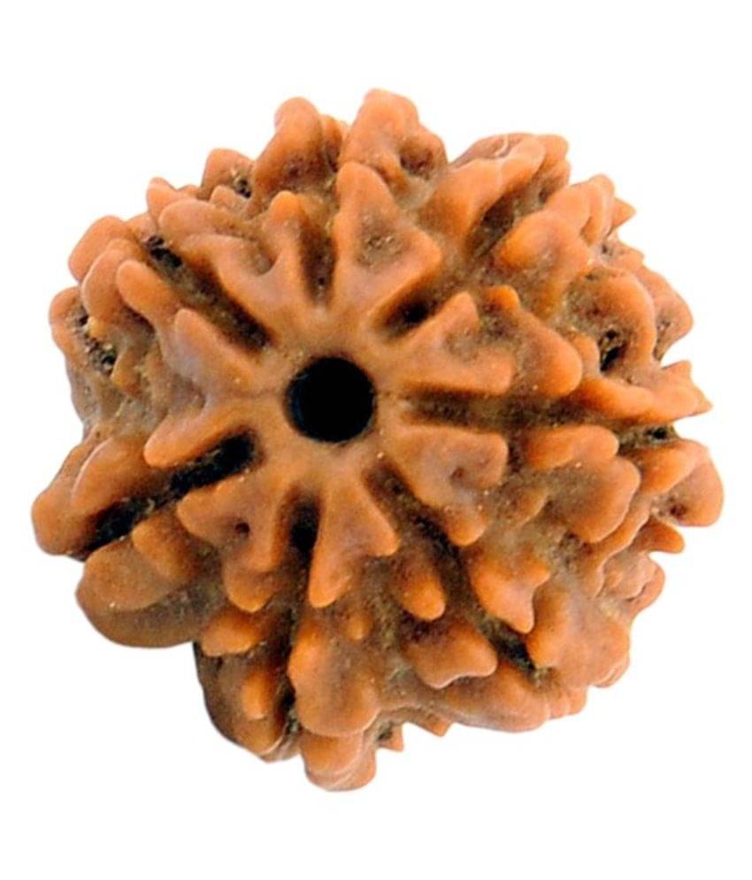     			Cosmic Store 7 Mukhi Rudraksha