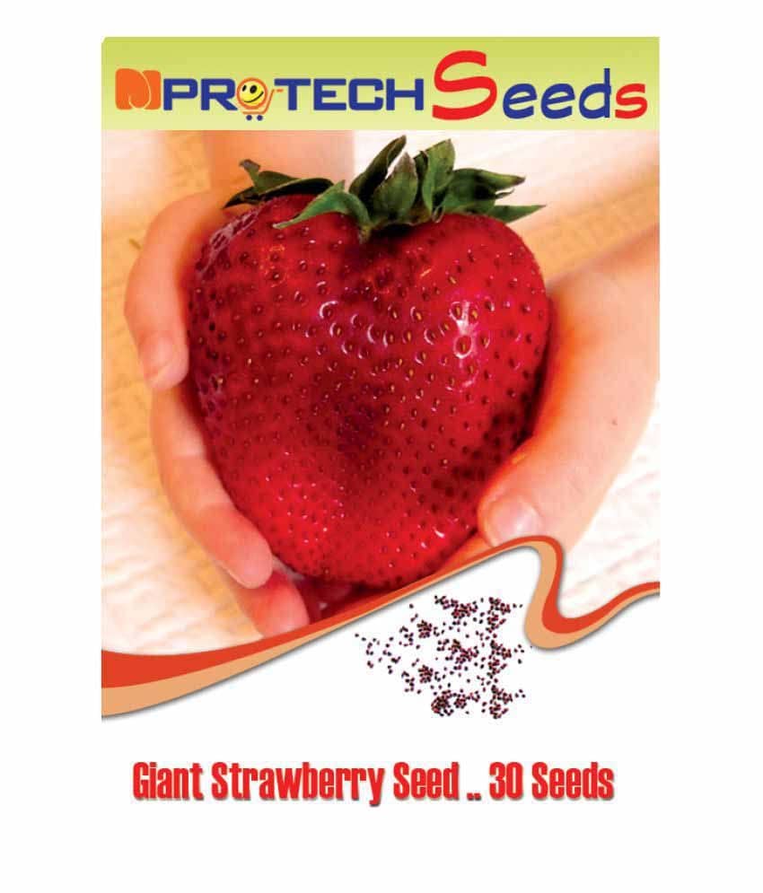 MPRO-TECH Giant Strawberry Fruit Seeds