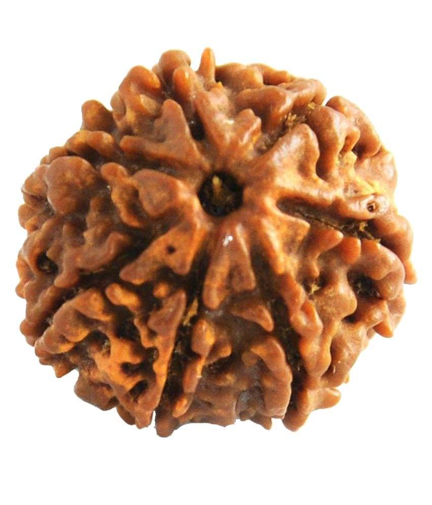     			Royal Nautical Mart Rudraksha Wood