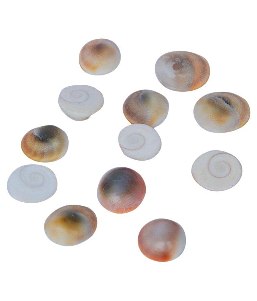     			Moksha Coral Powder Gomti Chakra