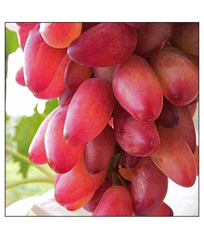     			Futaba Red Grape Seeds Fruit Seeds