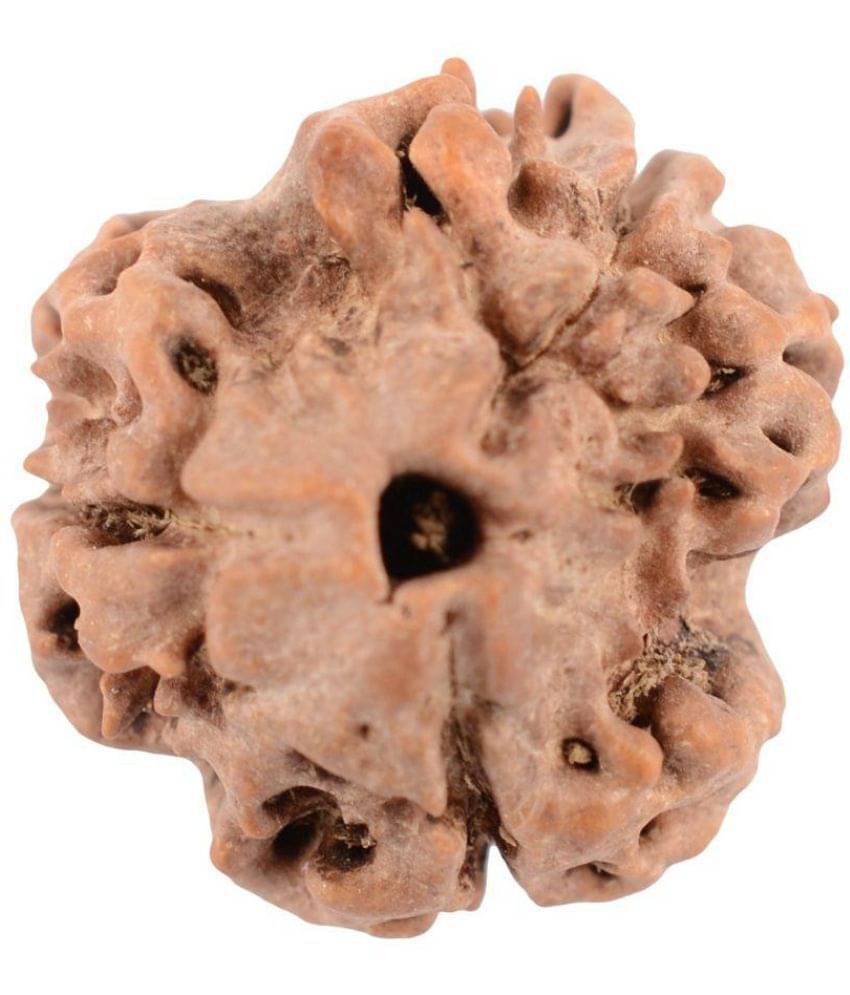     			Moksha 3 Mukhi Certified Nepal Rudraksha