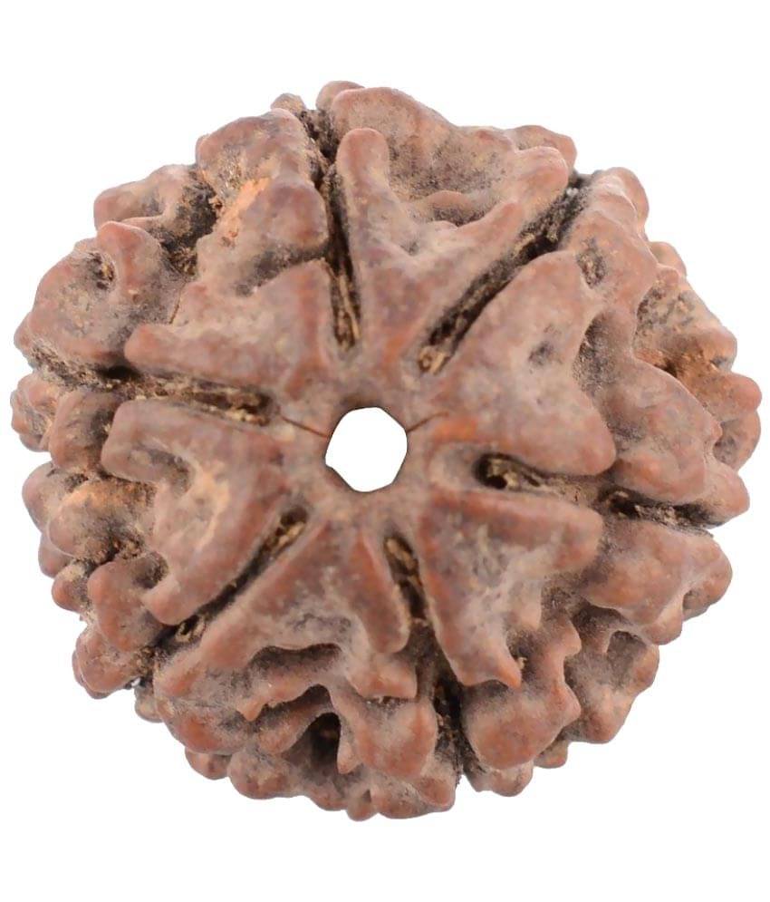     			Moksha 6 Mukhi Certified Rudraksha