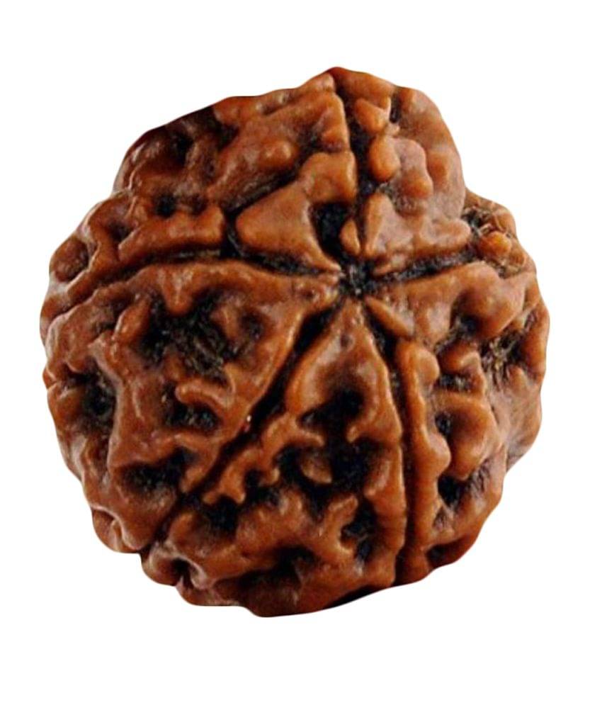     			Taj 5 Mukhi Rudraksha