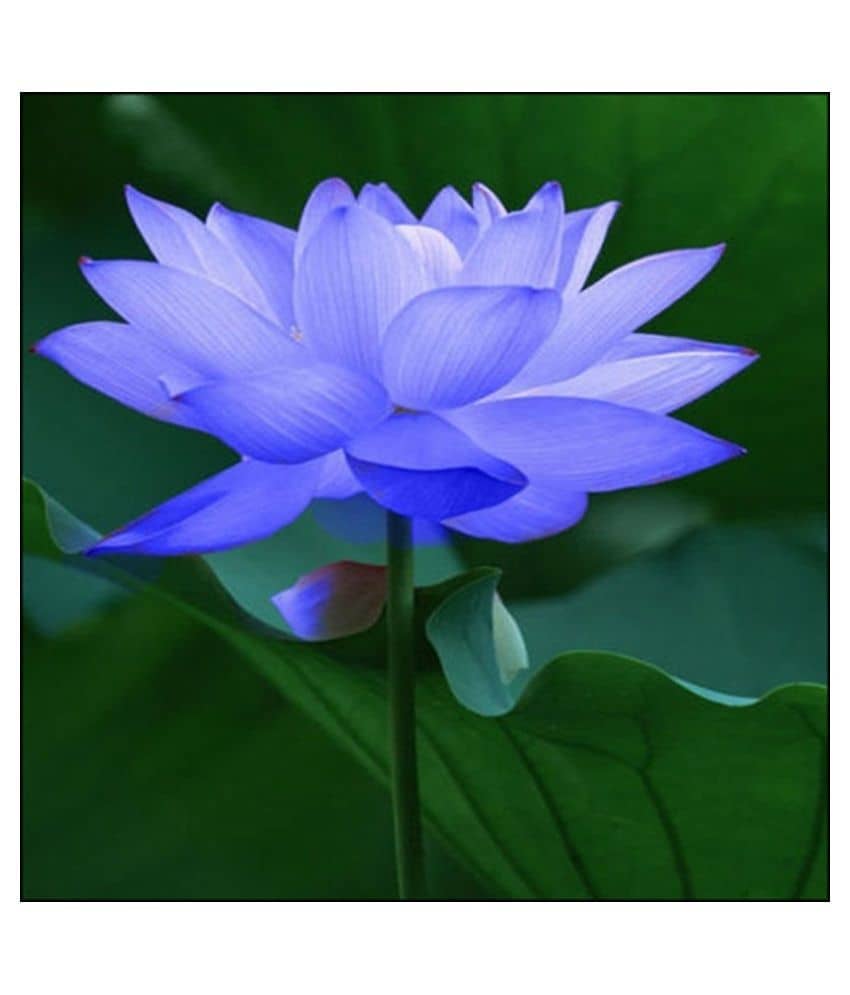 Futaba Blue Bowl Lotus Seeds Flower Seeds