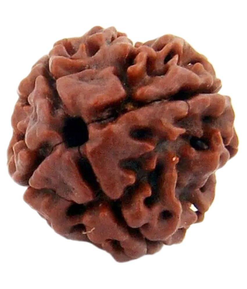     			HD Ratan Rudraksha & Astrology 4 Mukhi Rudraksha