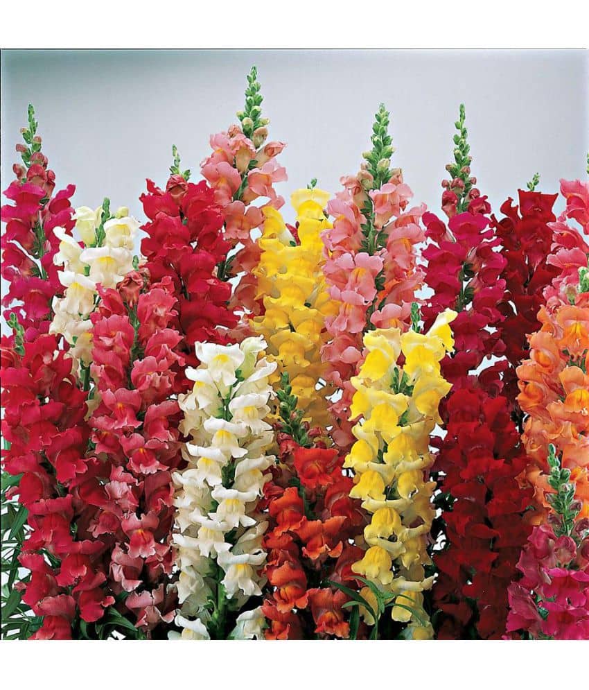 National Gardens Baby Snapdragon Flower Seeds