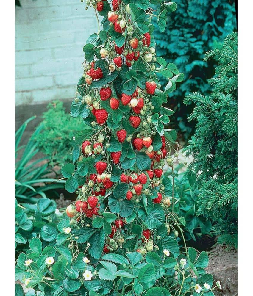 National Gardens Climbing Strawberry Fruit Seeds