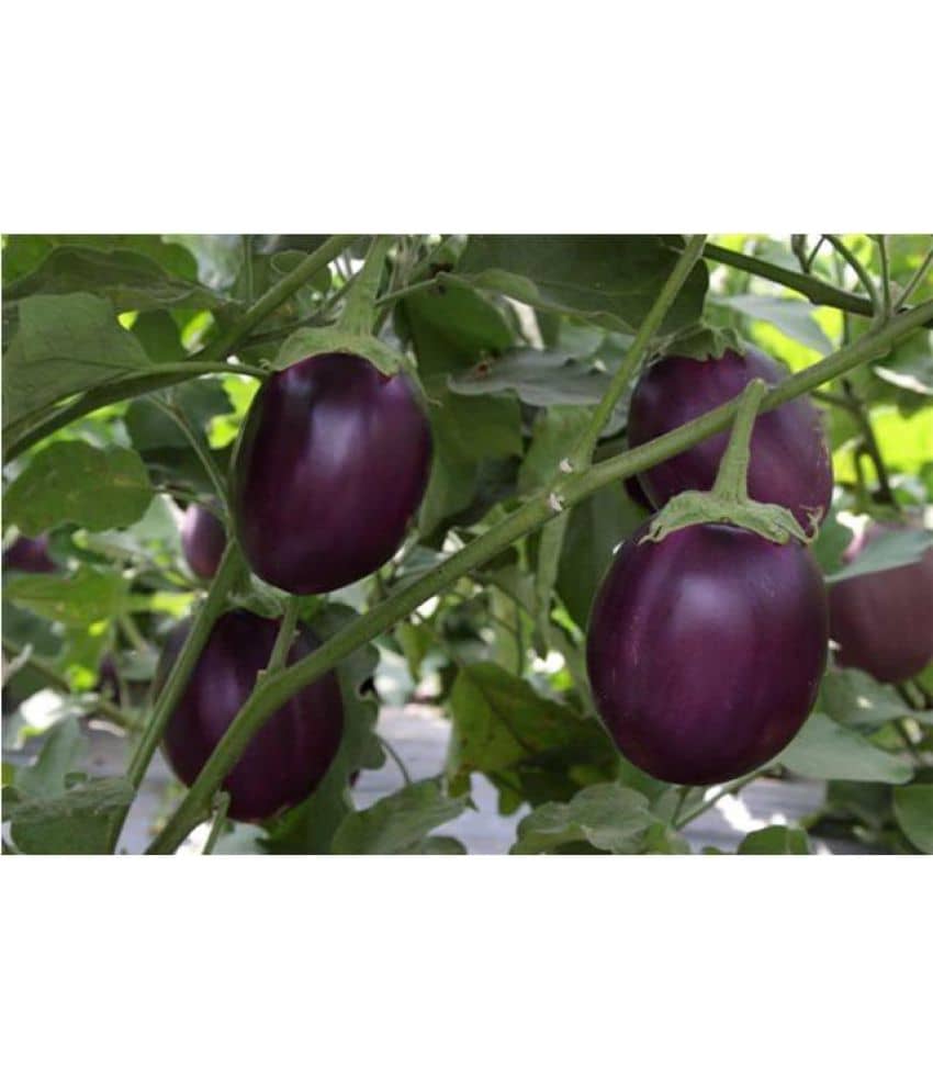 National Gardens Indian Brinjal Vegetable Seeds