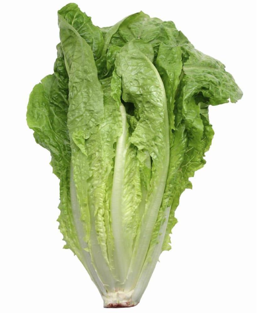National Gardens Romaine Lettuce Vegetable Seeds