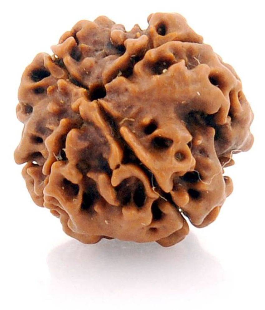     			Aryan Gems FOUR Mukhi Nepali Rudraksha 4 Face Rudraksha