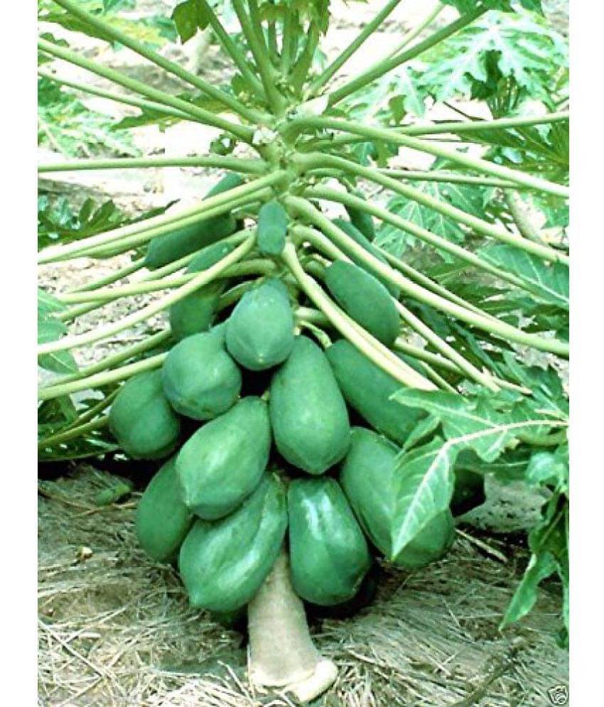     			Bonsai Honey Papaya Fruit Seeds - 15 Seeds/Pack + Instruction Manual