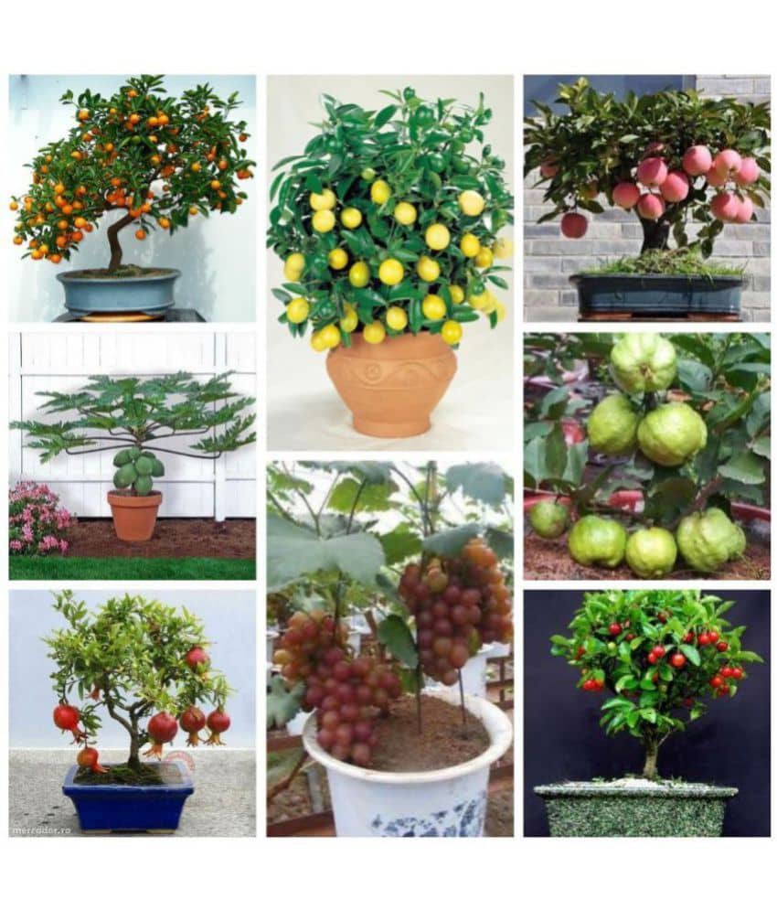 Bonsai Fruit Seeds Mega Combo (Apple, Orange, Lemon, Guava, Cherry, Grapes, Papaya, Pomegranate) - 5 Seeds Each