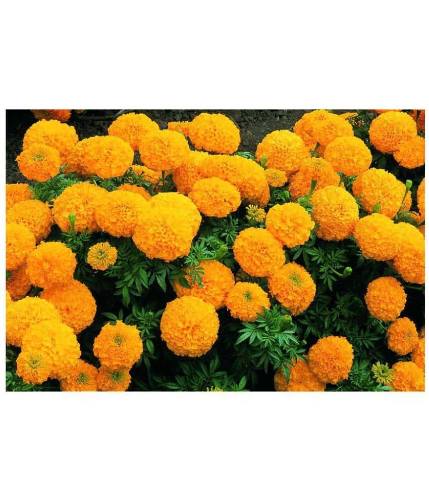 Marigold (Summer) Flower Seed