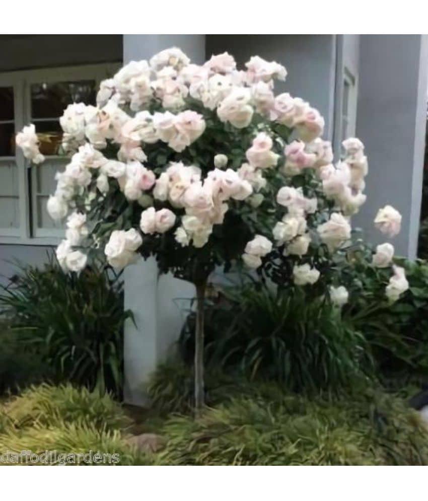 Azalea Gardens Rose Flower Seeds "White Tree Rose" 20 Seeds Pack