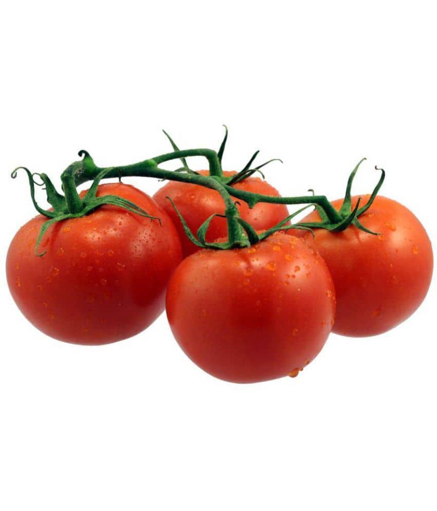 Tomato seed
