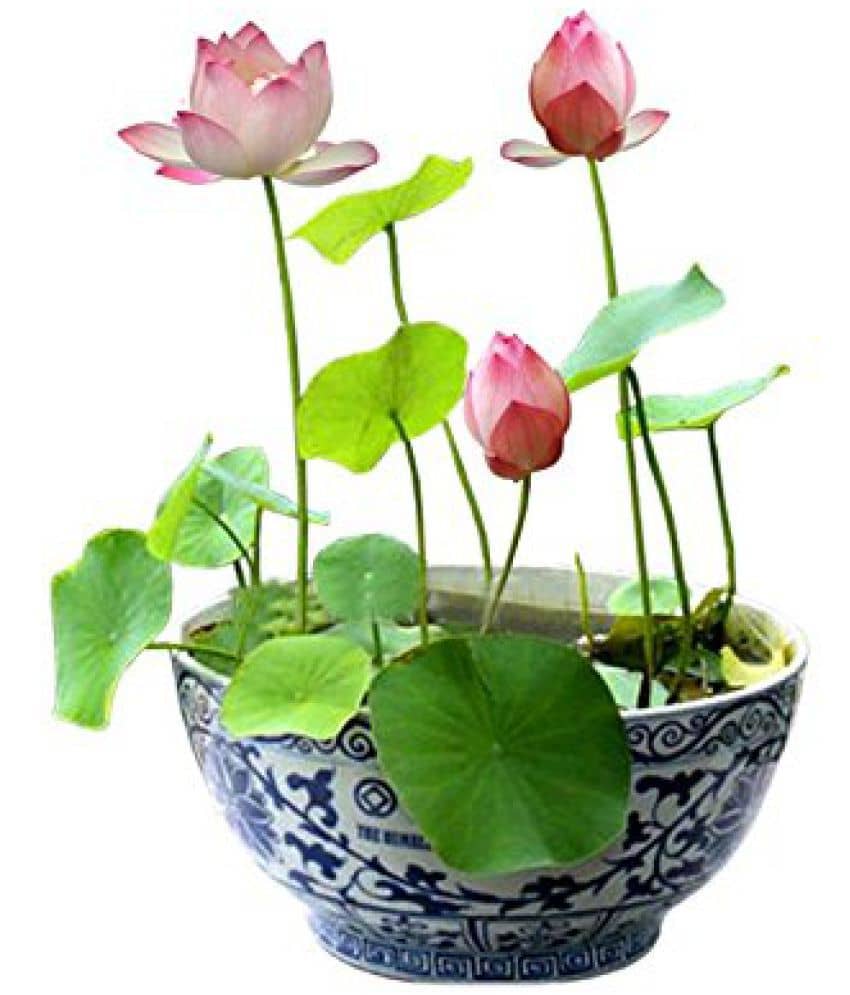 M-Tech Spring/Summer Garden Bonsai Pink Lotus Flower Plant Seeds - 10 Pack + Instruction Manual