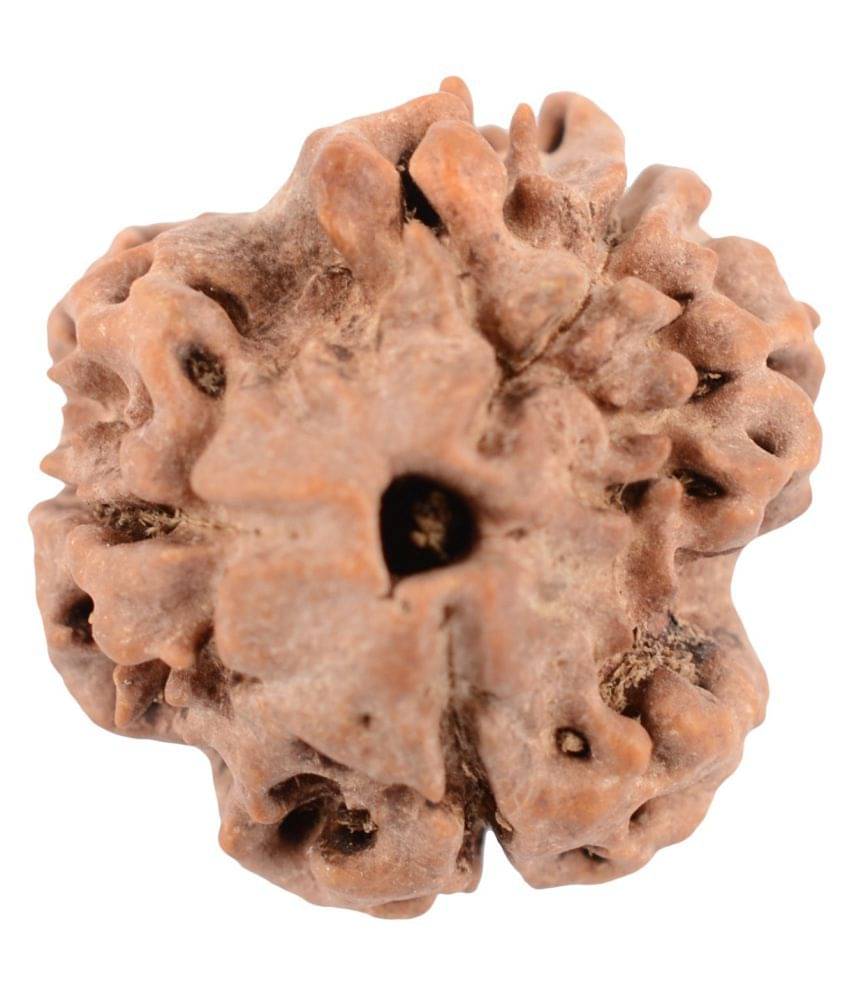     			Shivoham 3 Mukhi Certified Nepal Rudraksha 3