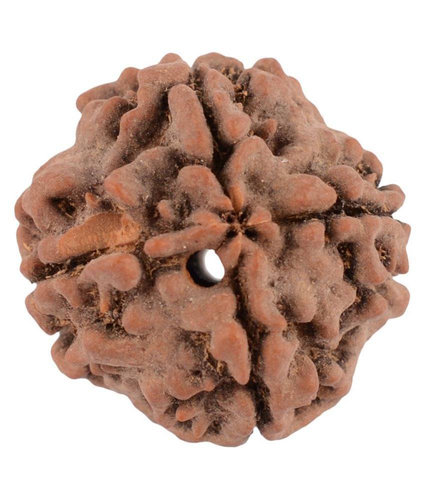     			Shivoham 4 Mukhi Certified  Rudraksha 4