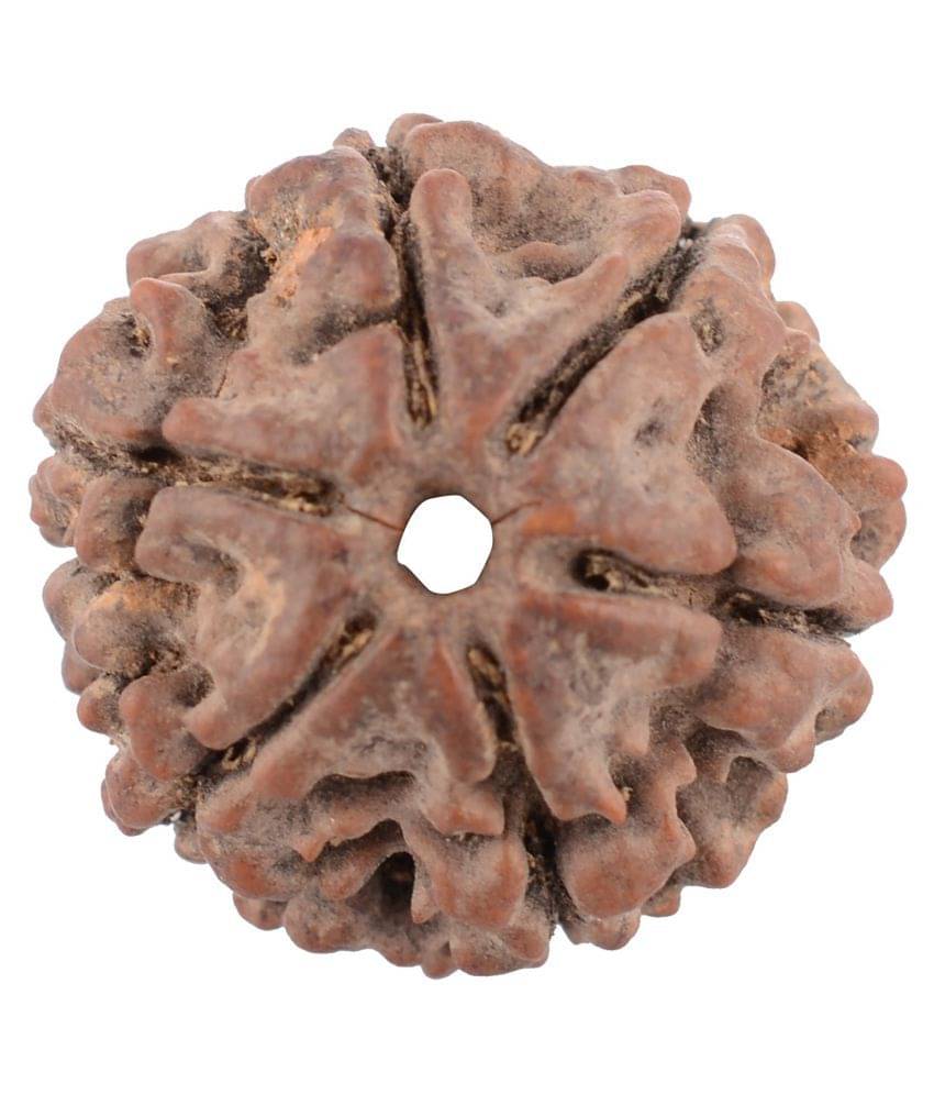     			Shivoham 6 Mukhi Certified Nepal Rudraksha 6