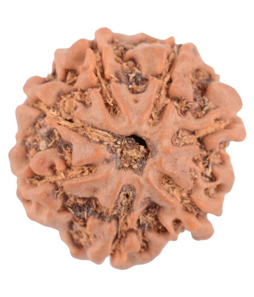     			Shivoham 7 mukhi Certified Nepal Rudraksha 7