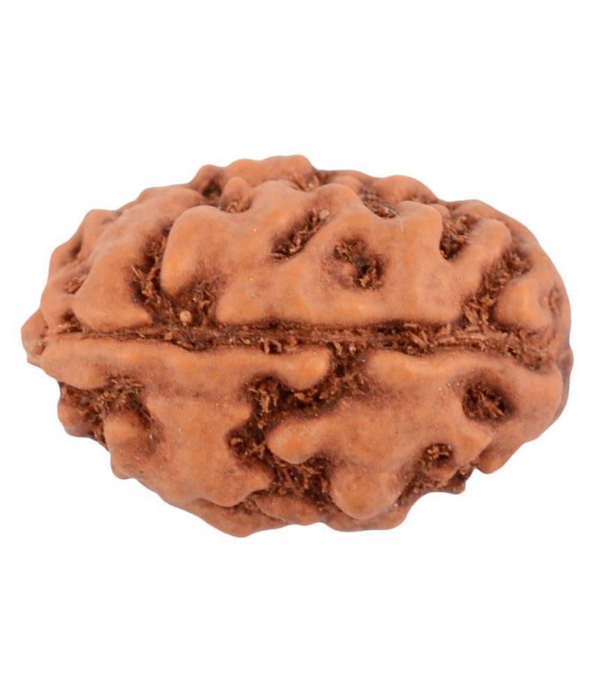     			Shivoham 2 Mukhi Rudraksha 2